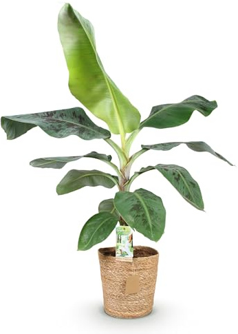 Green boutiQ - Zimmerpflanzen - Musa acuminata Dwarf Cavendisch - Bananenpflanze - Wenig Pflege - mit Korb - Grün - 1 Pflanze - Topf 21cm - Höhe 70-75cm