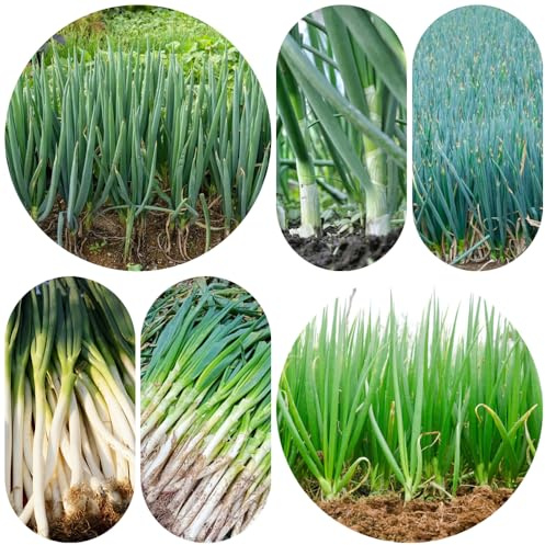 semillas de cebolleta orgánica - cebolletas exterior resistentes, variedades tradicionales silvestres jardín 400pcs