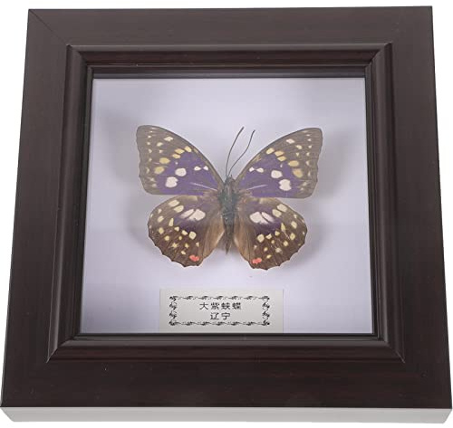 Yardwe Papillon Encadré Vrais Spécimens De Papillon Taxidermie Papillon dans Le Cadre Collection D'insectes Maison Et Bureau Décor De Bureau Artisanat Cadeau pour Hommes