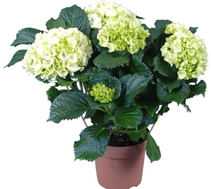 Planta de Hortensia Blanca Fácil de Cuidar y con Hermosa Floración