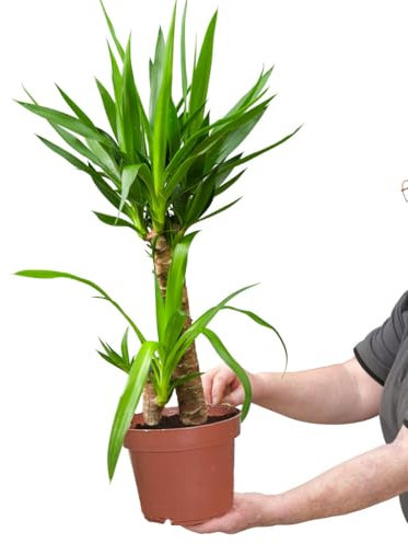 Zimmerpalme Yucca Palme | robuste Pflanze mit 2 Stämmen im 16–17 cm Topf | 60–70 cm hoch | pflegeleicht & dekorativ | ideal für Büro, Wohnzimmer & helle Standorte | Yucca elephantipes | Green Me Up