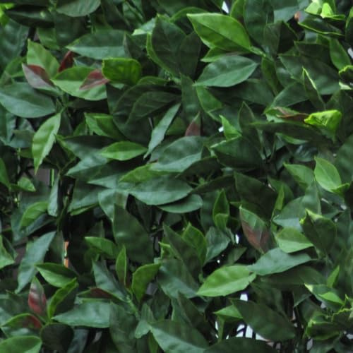 Siepe sintetica modulare a pannelli 0,5x1 m spessore 6/8 cm effetto photinia su griglia plastica per rivestimenti e recinzioni – FENCESHOP