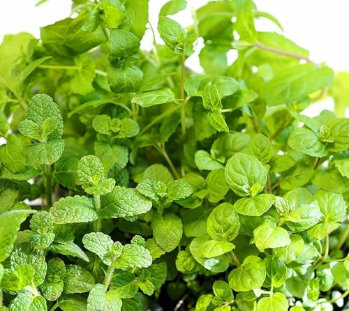 3 Arten Minze Mischung – Apfelminze, Grüne Minze, Pfefferminze – 3 Arten gemischt in einem Beutel - 1000 Samen