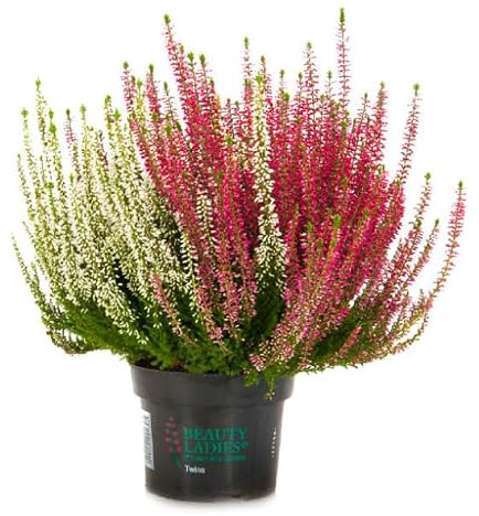 Mehrfarbige Calluna vulgaris Set mit 3 Pflanzen Farben pro Topf Twins