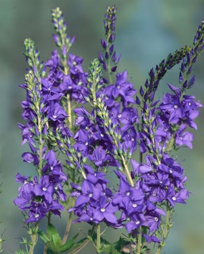 Veronica teucrium 'Shirley Blue' 9x9 cm Topf – Winterhart, Mehrjährig, Pflegeleicht – Ehrenpreis – Beetstaude für Rabatte & Staudenbeet