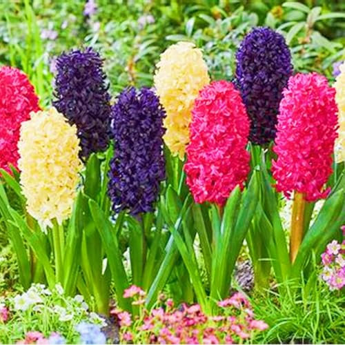 Hyacinth Bulbs UK Hyacinth Plant/Garden Flowers/Ornamental Flowers/Wedding Flowers-5bulbs-b