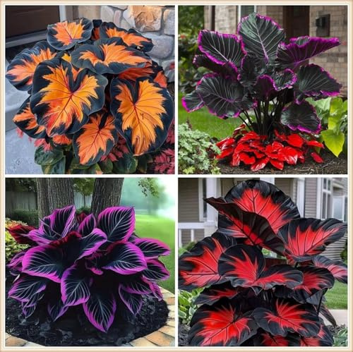 Alocasia/Oreja de Elefante Poderosa/Hojas Enormes de Oreja de Elefante/Paisajismo de Jardín/Perenne Resistente al Frío-5 PCS-F