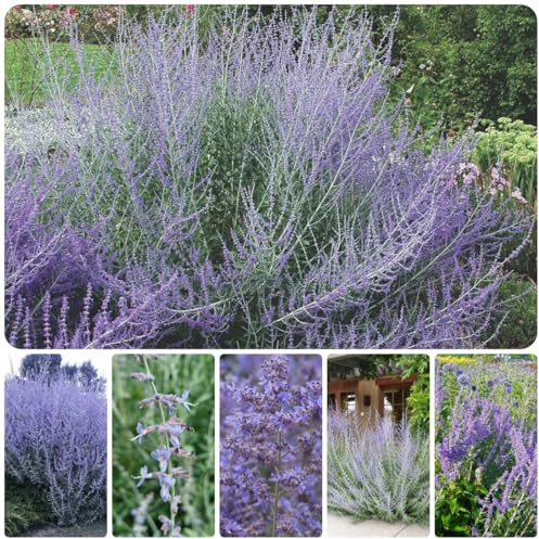 blauraute exotische winterhart blaurautesamen herbstblumen, wildkräuter zimmerbonsai kräuterpflanzen 200pcs