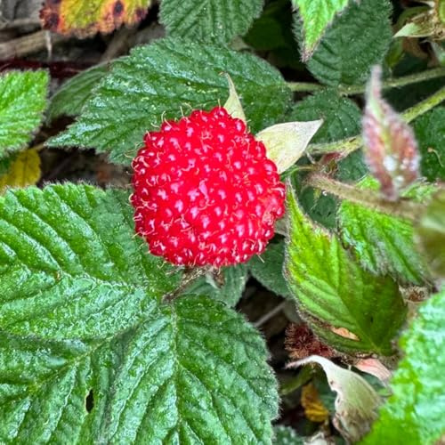 semillas de fresa silvestre perenne - resistentes orgánicas jardín raras interior extremadamente 550pcs