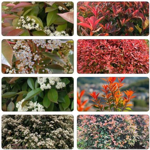 Photinia red robin pietro tagliato di primavera giardino di semi selvaggio selvaggio, autunno, perenne perenne resistente 400pcs