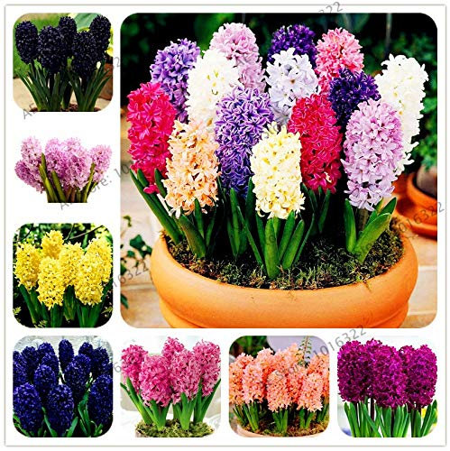 Shopmeeko Samen: 100pcs / bag Hyazinthe Pflanzen Bonsai-Blumen-Garten (nicht Hyazinthe Glühbirne) Holland hydroponischen Blume Outdoor-Anlage: MIX