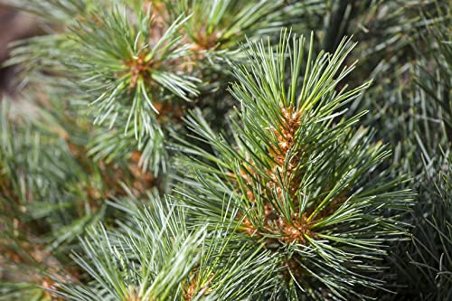 Pinus strobus 'Macopin' 25–30 cm – Winterhart, Immergrün, Pflegeleicht – Weymouth-Kiefer – Ziergehölz für Kübel & kleine Gärten