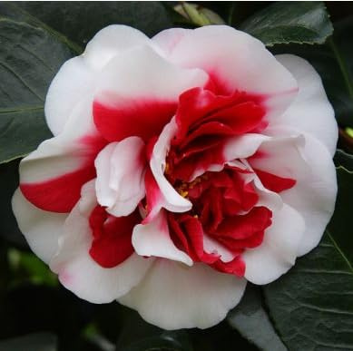 Vivaio Garden Forest Camellia japonica 'General Coletti' H 90 cm