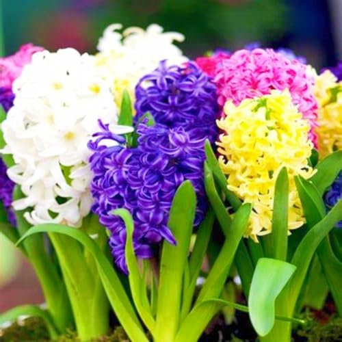 Hyacinth Bulbs UK Hyacinth Plant/Garden Flowers/Ornamental Flowers/Wedding Flowers-4bulbs-d