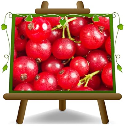 rote Johannisbeere - Obstpflanze auf Blumentopf 20 - Baum max 80 cm – 2 Jahre Anbau Italien