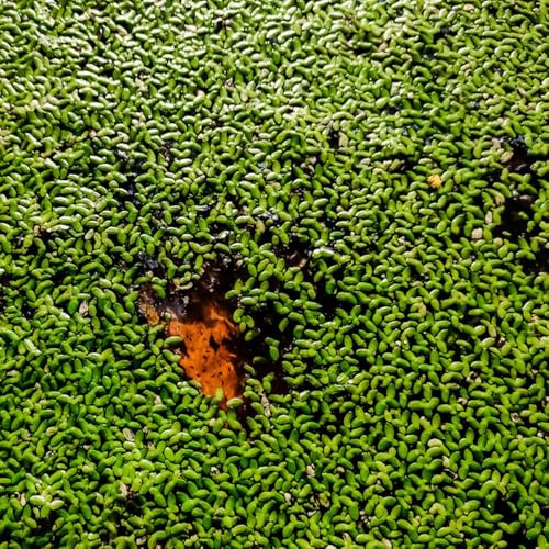 semillas de lenteja de agua - orgánico jardín variedades antiguas verdes acuáticas productos sostenibles exótico estanque acuario semillas 950pcs