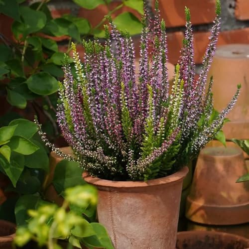 semillas de brezo - brezo de interior purificadoras aire Decoración sala estar con cama elevada jardín balcón primavera, resistentes en Decoraciones 450semillas