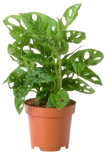 DECOALIVE Planta de Interior Monstera Adansonii Planta Natural