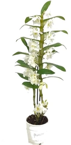 Dendrobium Star Class Apollon Natural Orquídea de Flores Blancas