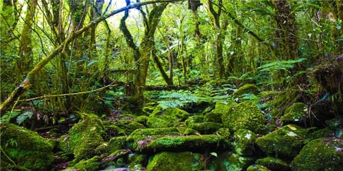 MIRRORANG 120x50cm Tropisches Terrarium Hintergrund Stein Grüner Baum Reptil Lebensraum Hintergrund Regenwald Aquarium Hintergrund Vinyl Hintergrund