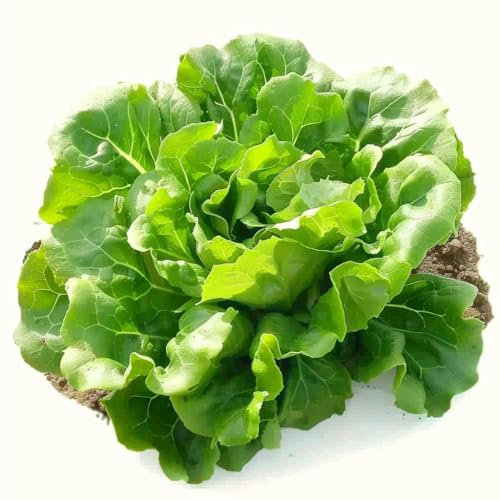 100 Semi di Lattuga Zucchero - SemiSelvaggio Permacultura