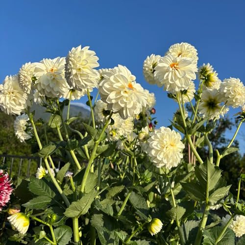 tubérculos de dalia resistentes - balcón jardín perennes 4pcs