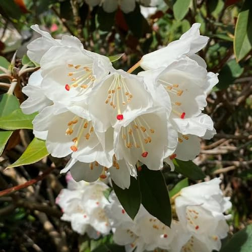Semi di rododendro, arredamento del soggiorno azalea, serre balcone primaverili biologici semi di rari resistenti per giardini rocciosi 30pcs