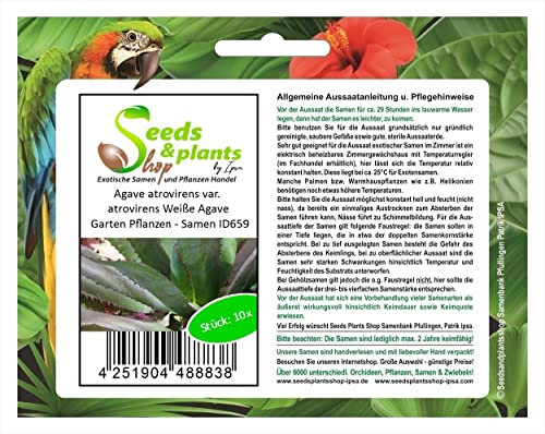 Stk - 10x Agave atrovirens var. atrovirens Weiße Agave Garten Pflanzen - Samen ID659 - Seeds & Plants Shop by Ipsa