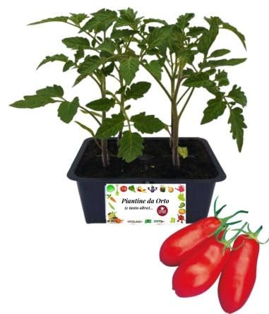 P. Piantine da Orto | Pomodoro San Marzano, Kit 4 Piantine, Pianta Pronta per il Trapianto, Pianta Vera da Orto, da Balcone e da Esterno, Vivaio Italiano