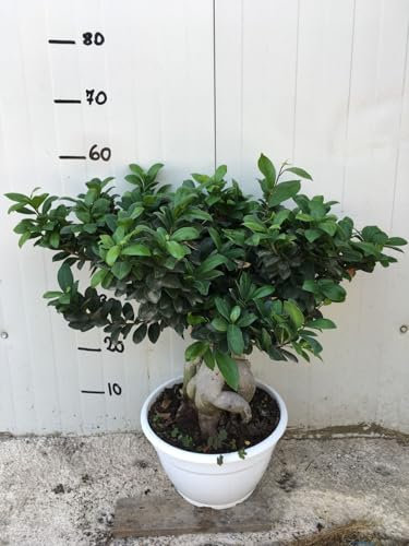 Vivaio Garden Forest Bonsai Ficus Ginseng, Vaso 20 cm