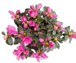 DECOALIVE Azalea Rosa en Maceta – Planta Natural con Flores para Interiores