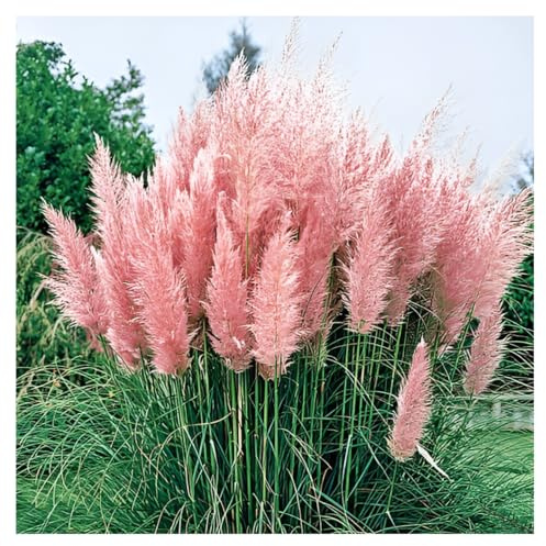 Stauden Gänge 10 x Cortaderia selloana 'Rosea' Rosa Pinkes Pampasgras | Pampasgras – imposantes, winterhartes Ziergras mit großen Federwedeln als Sichtschutz, mehrjährig, 1 L Topf (11x11 cm)