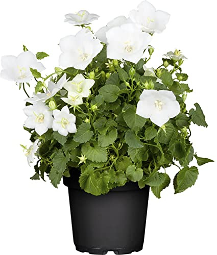 Planta Natural de Campánula Blanca - Hierba Floral de Cultivo Exterior