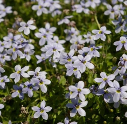 Gagelstrauch - Bubiköpfchen - Gaudich - Bodendecker - Isotoma fluviatilis