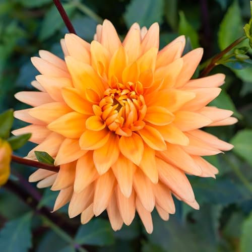 Dahlia Noordwijks Glorie Flower Bulbs - Summer Flowering Bee Plants - Easy to Grow Tubers Producing Impressively Large Bright Orange Flowerheads - Grow in Beds, Borders, Pots (Pack of 1 Dahlia Bulbs)