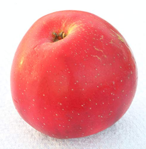 Apfelbaum Berner Rosenapfel 60-80cm - Weihnachtsapfel feinwürzig - lebende Gartenpflanze aus den Baumschulen