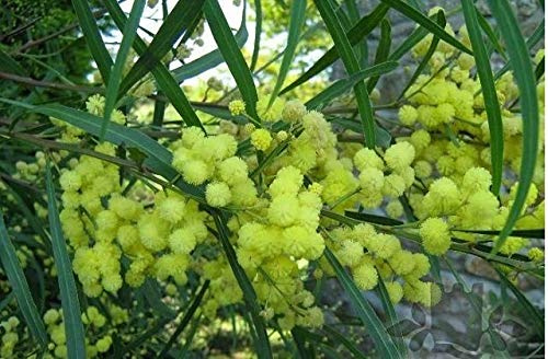 Portal Cool Semi Mimosa Acacia Arbusto Árbol - pianta esotica del Mediterraneo con i Fiori gialli
