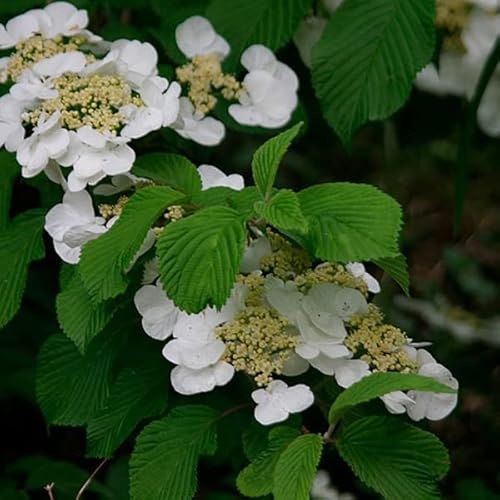 Viorne de Chine 'Tomentosum' – Viburnum plicatum 'Tomentosum' 40-60 cm pot | Arbuste élégant, fleurs plates blanches, idéal haie & jardin naturel