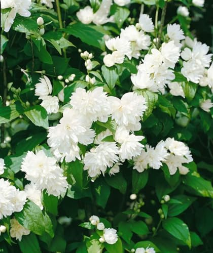 Philadelphus 'Schneesturm' 100-125 cm – Winterhart, Mehrjährig, Pflegeleicht – Duftjasmin – Heckenpflanze für Garten & Sichtschutz