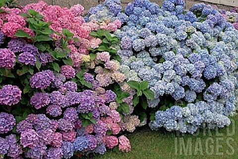 10 pezzi di palma da dattero