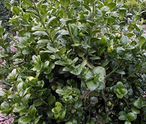 Buxus sempervirens Rotundifolia - Buchsbaum Rotundifolia - Großblättriger Buchsbaum - Größe 30-40cm