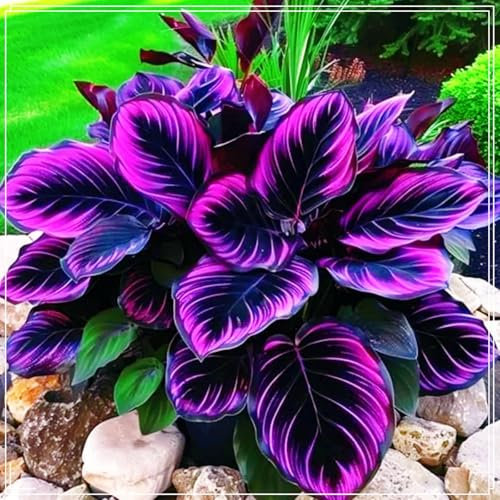 Hosta Bulbs Live, Easy Plant, Hosta Plants for Sale, Ornamental Flowers, Wedding Flowers, Hardy Perennial, Bulbs Mix, 6bulbs-e