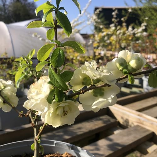 Bedwen Chaenomeles 'Yukigoten' 4L Plant – Spring Flowering Japanese Quince with Double White Blooms for Borders & Courtyards