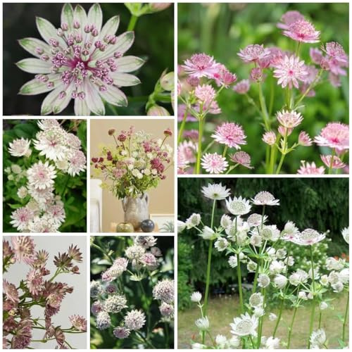 sterndolde winterhart blumenwiese garten indoor garden, gartenpflanzen blühende wohnzimmer blumensamen mehrjährig winterhart, 150samen