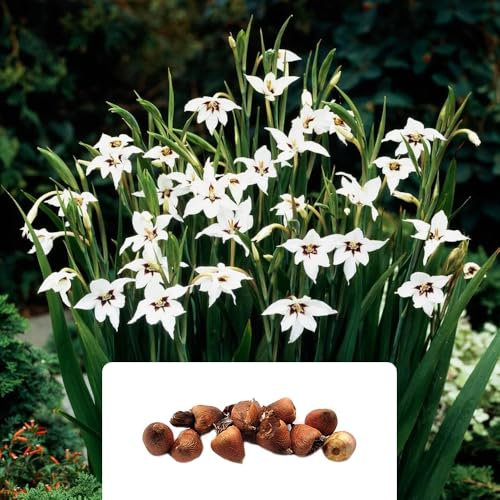 10 Acidanthera Bulbs – Elegant, Fragrant Blooms for Summer – Perennial Flowering Plants – Perfect for UK Gardens and Climate