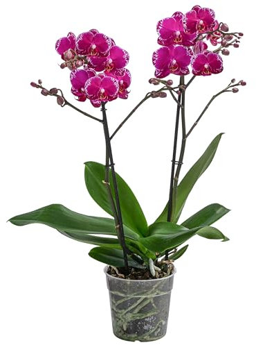Dehner Schmetterlingsorchidee Asian Violin, Phalaenopsis cultivars, zweitriebig, pink-rosa Blüten, 50 cm inkl. Pflanztopf, Ø Topf 12 cm, Zimmerpflanze