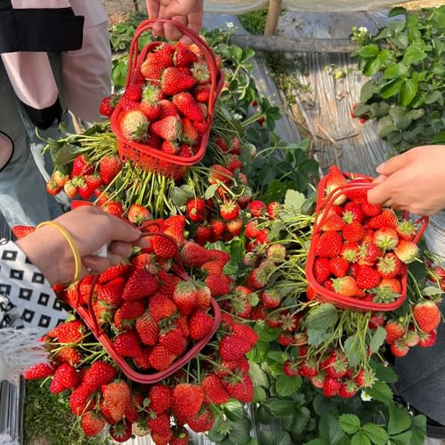 erdbeeren, exotische hochbeet balkon 1000samen