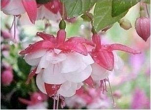 Semi di Fiori Neue 100 Stück Fuchsien für den weißen Garten