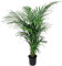 Areca Lutescens in Vaso 20 – Palma Tropicale Decorativa – Ideale per Interni e Esterni – Purifica l’Aria e Facile da Coltivare