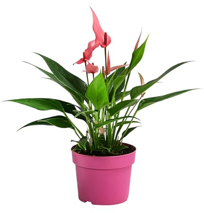 Dehner Flamingoblume Lilli, rosa Hochblätter, ca. 45 cm, Ø Topf 10.5 cm | Anthurium andreanum, exotische Zimmerpflanze, luftreinigend, für helle Standorte